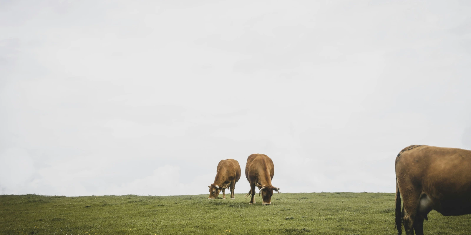 Lettre de Motivation Licence Science Politique : Exemples et Conseils