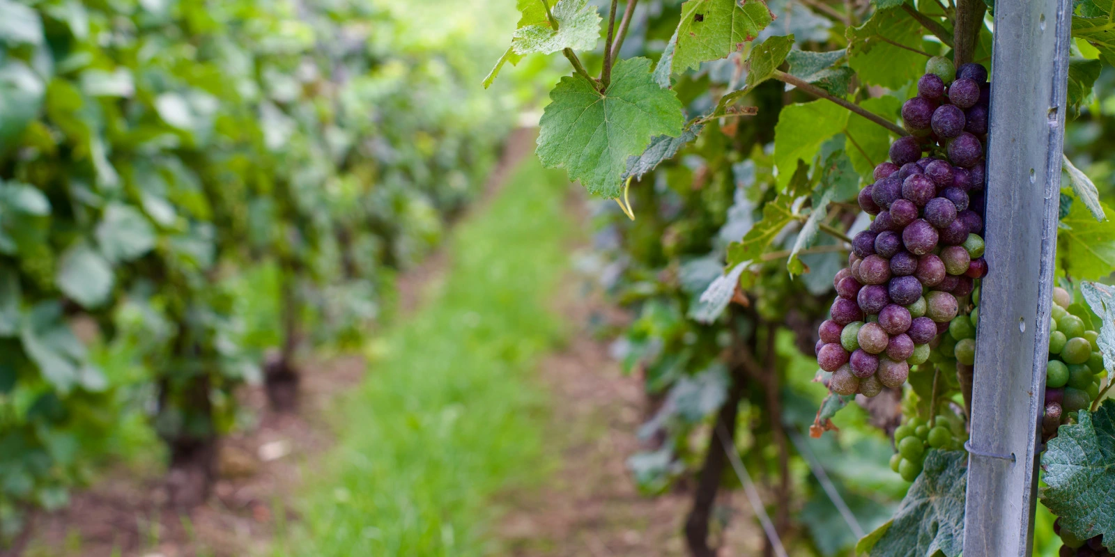 Licence Lettres : Étudier la Renaissance Littéraire