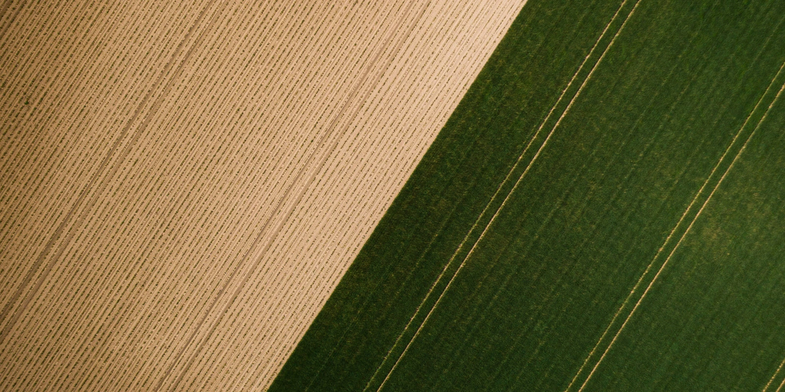 Licence Lettres : Étudier les Sciences du Langage