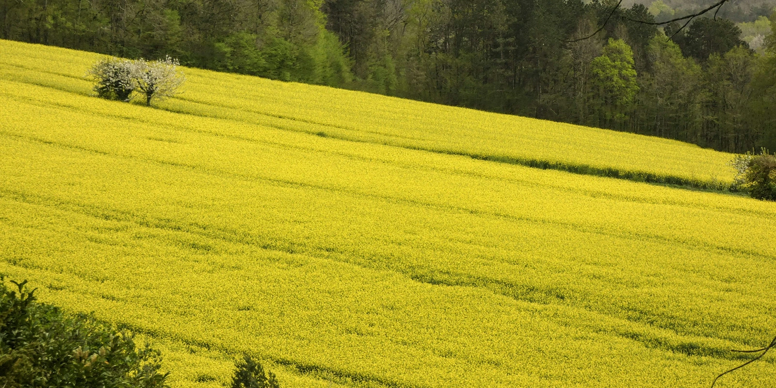 Sorbonne Lettres : Programme de Licence en Détail